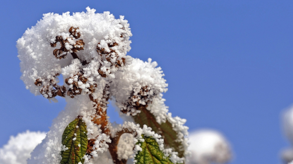 Kalina sztywnolistna Viburnum rhytidophyllum (zdj.: Fotolia.com)