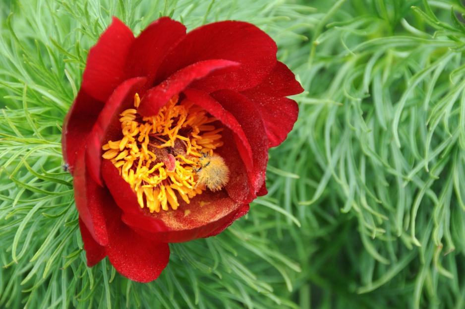 Piwonia delikatna Paeonia tenuifolia (zdj.: Fotolia.com)