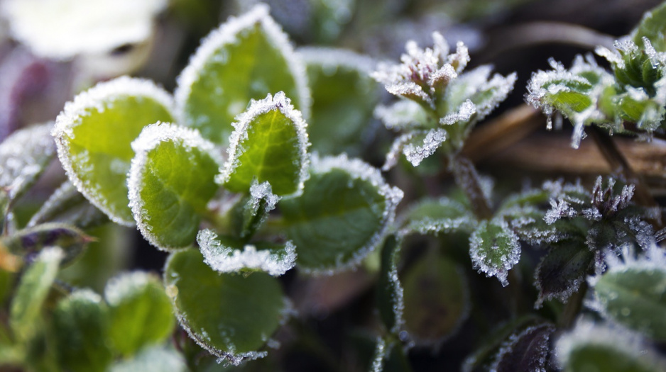 Przedwiosenne wahania temperatury mogą poskutkować przemarznięciem wybijających się powoli roślin (zdj.: Fotolia.com)