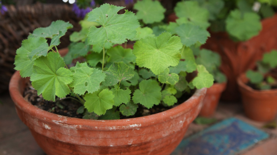 Przywrotnik Alchemilla w doniczce (zdj.: Fotolia.com)