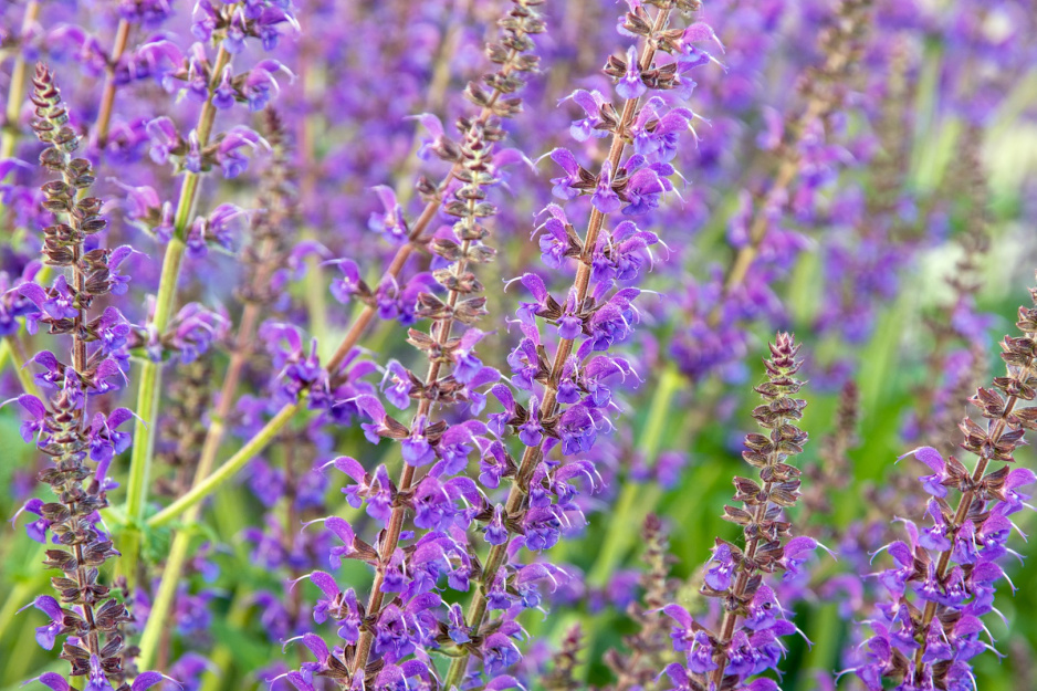 Szałwia omszona Salvia officinalis (zdj.: Fotolia.com)