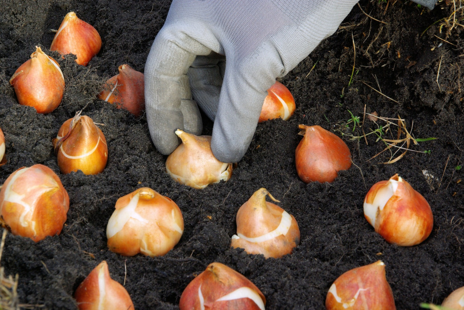 Wysadzanie cebul tulipanów (zdj.: Fotolia.com)