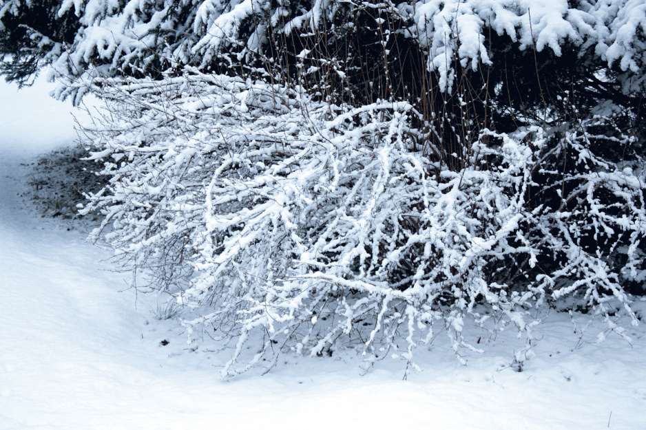 Z rozpoczęciem przycinania żywopłotów i pojedynczych krzewów trzeba zaczekać, aż stopnieje śnieg i miną mrozy.