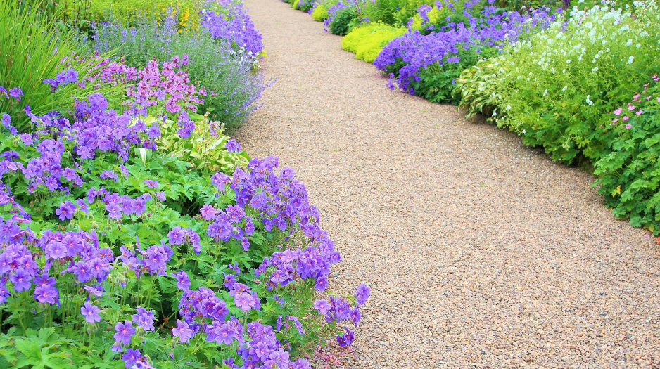 Bodziszki Geranium na mieszanej rabacie (zdj.: Fotolia.com)