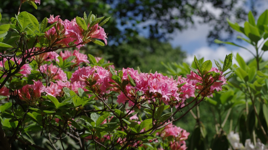 Kwitnące azalie nie mają sobie równych na letnich rabatach (zdj.: Fotolia.com)