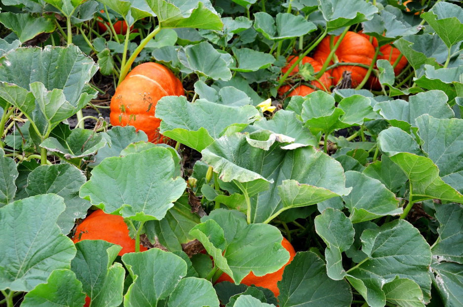 Odpowiednia pielęgnacja gwarantuje dorodne dynie nawet w przydomowym warzywniku (zdj.: Fotolia.com)