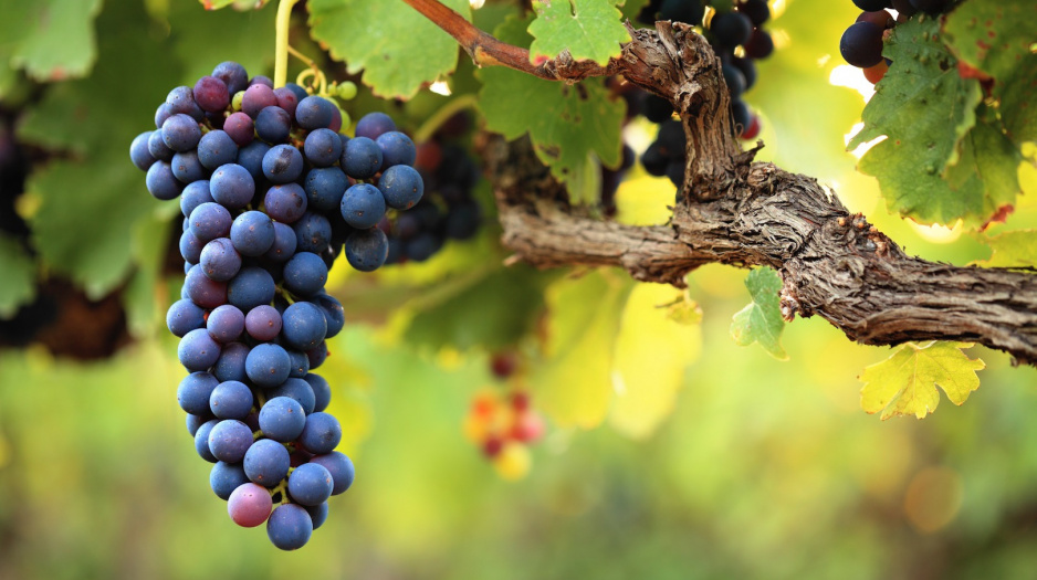 Odpowiednie przycinanie pędów winogrona to jeden z podstawowych zabiegów poprawiających rozwój owoców (zdj.: Fotolia.com)