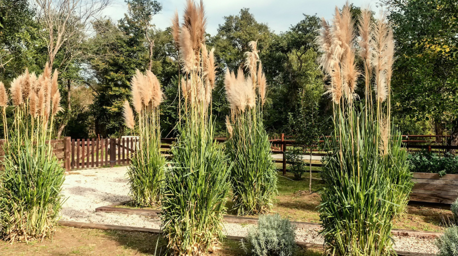 Odpowiednio wyhodowana i prowadzona trawa pampasowa będzie ozdobą każdego ogrodu niezależnie od zastosowanego stylu (zdj.: Fotolia.com)