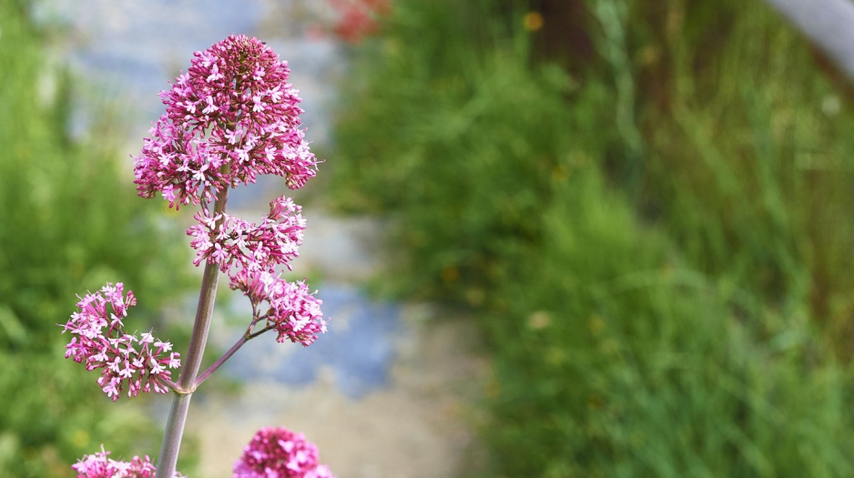 Ostrogowiec Centranthus (zdj.: Fotolia.com)