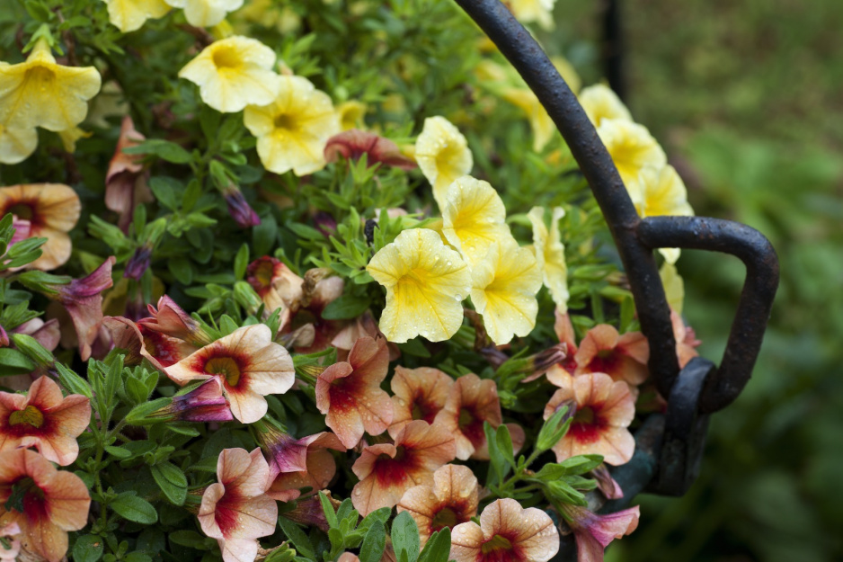 Petunie Calibrachoa to jedne z najatrakcyjniejszych roślin nadających się do posadzenia w ampli (zdj.: Fotolia.com)