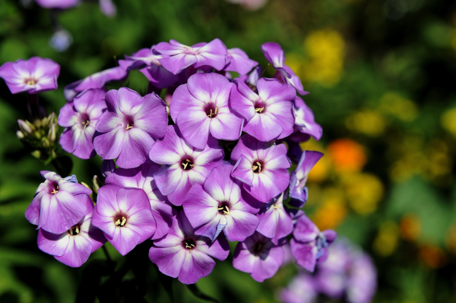 Płomyk wiechowaty Phlox paniculata (zdj.: Fotolia.com)