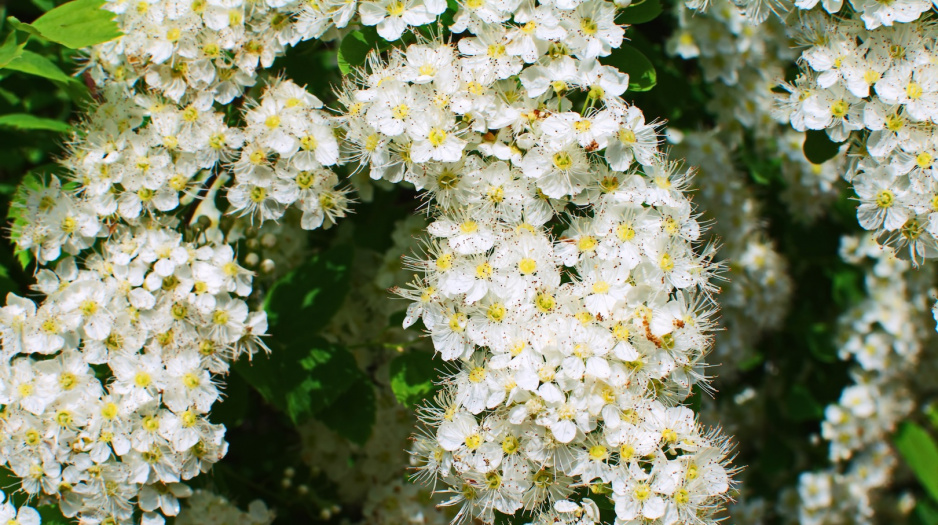Tawuły to spektakularne krzewy, których część odmian posiada białe kwiaty (zdj.: Fotolia.com)