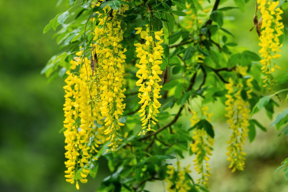 Złotokap Laburnum (zdj.: Fotolia.com)