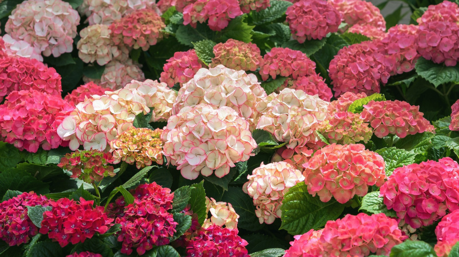 Hortensja ogrodowa Hydrangea Macrophylla (zdj.: Fotolia.com)