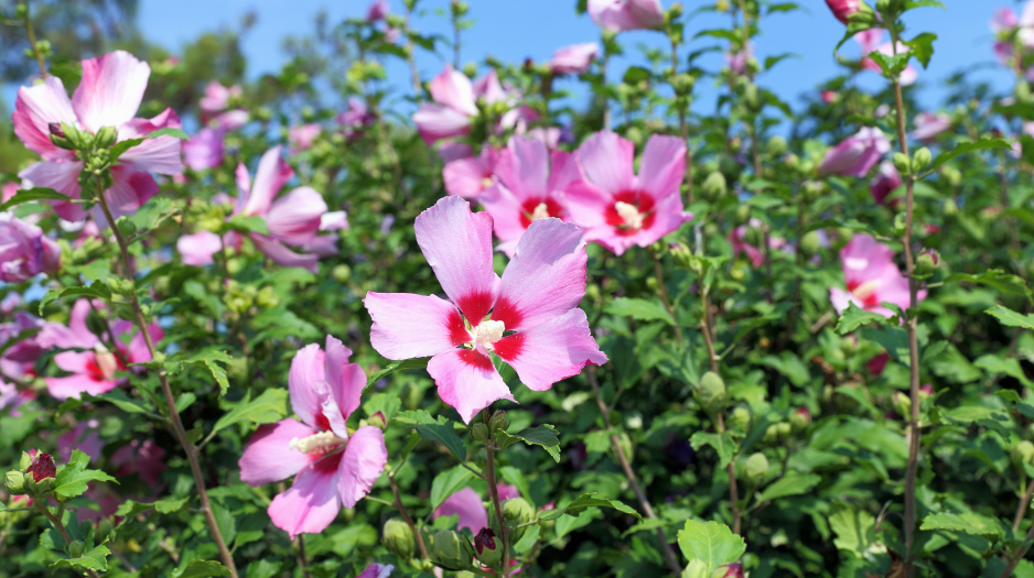 Ketmia syryjska Hibiscus syriacus (zdj.: Fotolia.com)