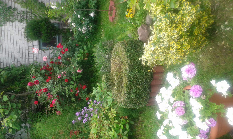 Moj piekny fragment ogrodu z formowanym bukszpanem.