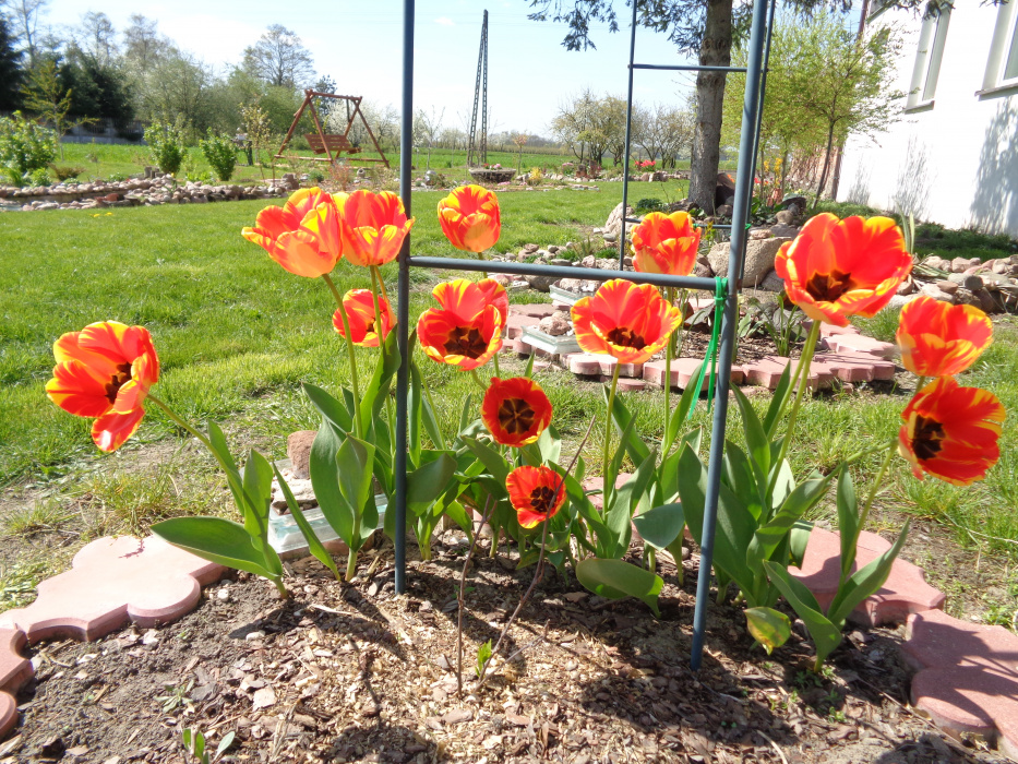 Urocze tulipany