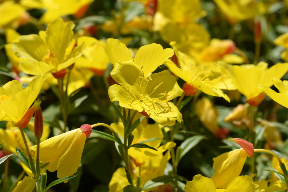 Wiesiołek dwuletni Oenothera Biennis (zdj.: Fotolia.com)