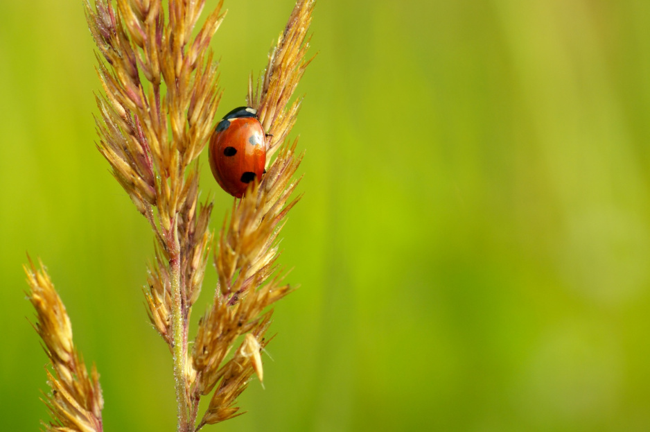 Biedronka Siedmiokropka Coccinella Septempunctata L. (zdj.: Fotolia.com)