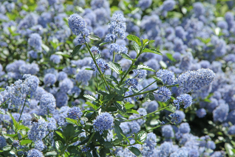 Prusznik Ceanothus (zdj.: Fotolia.com)