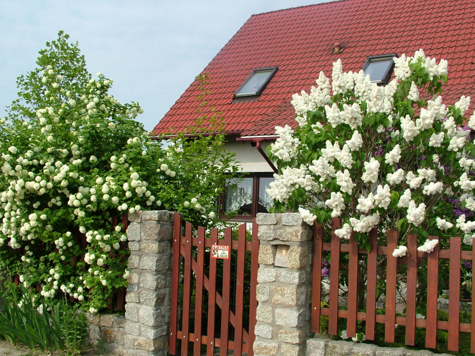Wiosną wita gości biały duet lilak i kalina
