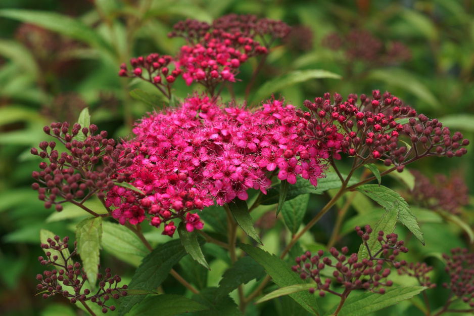 Tawuła japońsa Spiraea japonica (zdj.: Fotolia.com)