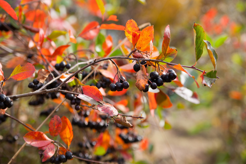 Jesienią, liście aronii przybierają charakterystyczną, czerwoną barwę (zdj.: Fotolia.com)