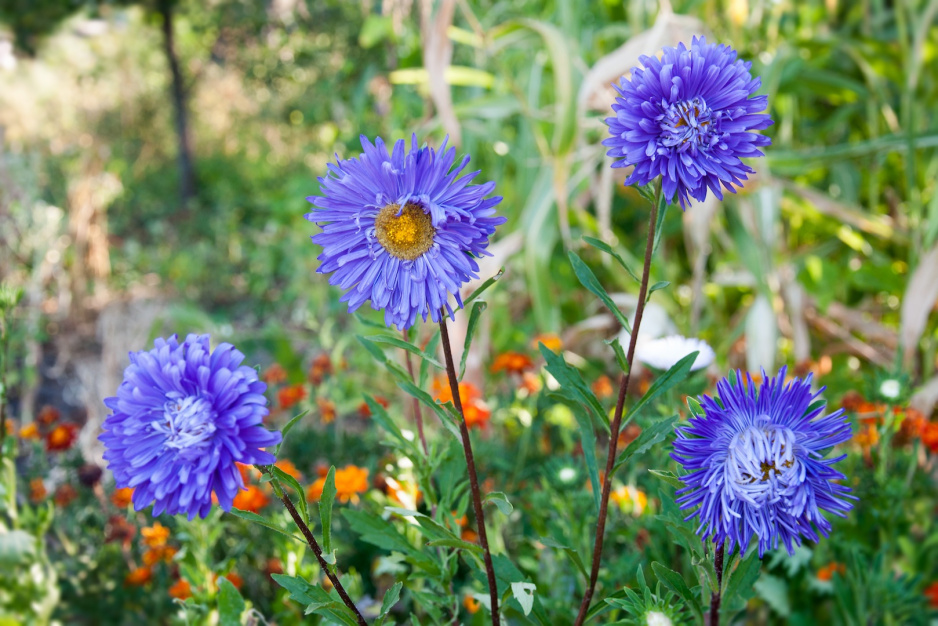 Kwiaty Chryzantemy Dendranthema prezentują się doskonale również pojedynczo (zdj.: Fotolia.com)