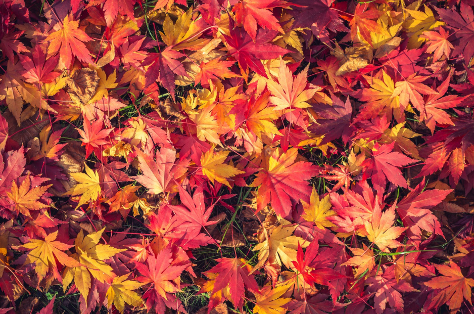 Liście klonu japońskiego Acer japonicum (zdj.: Fotolia.com)