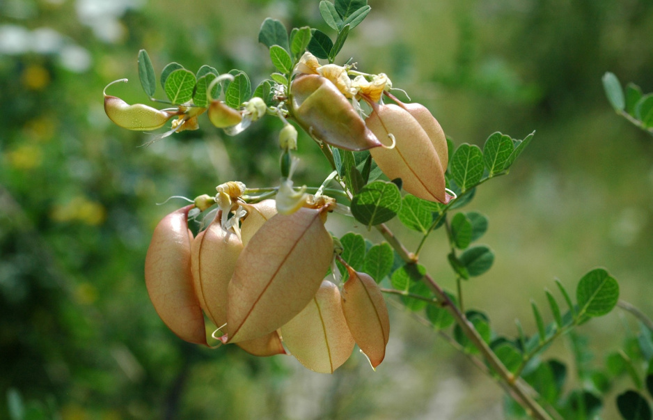 Moszenka południowa Colutea arborescens (zdj.: Fotolia.com)