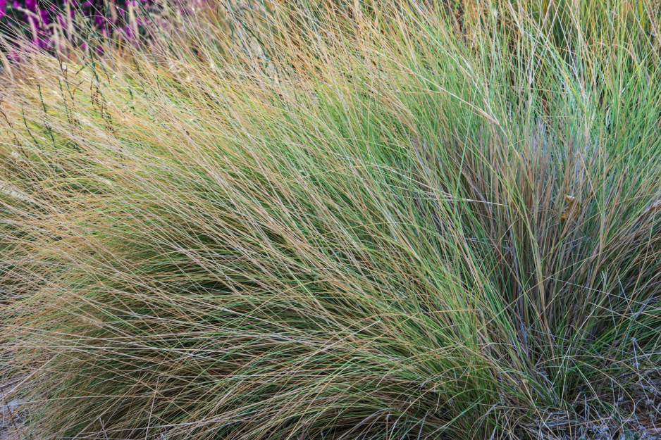 Ostnice Stipa (zdj.: Fotolia.com)