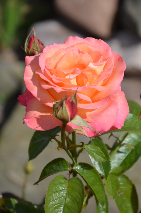Róża królowa kwiatów :)