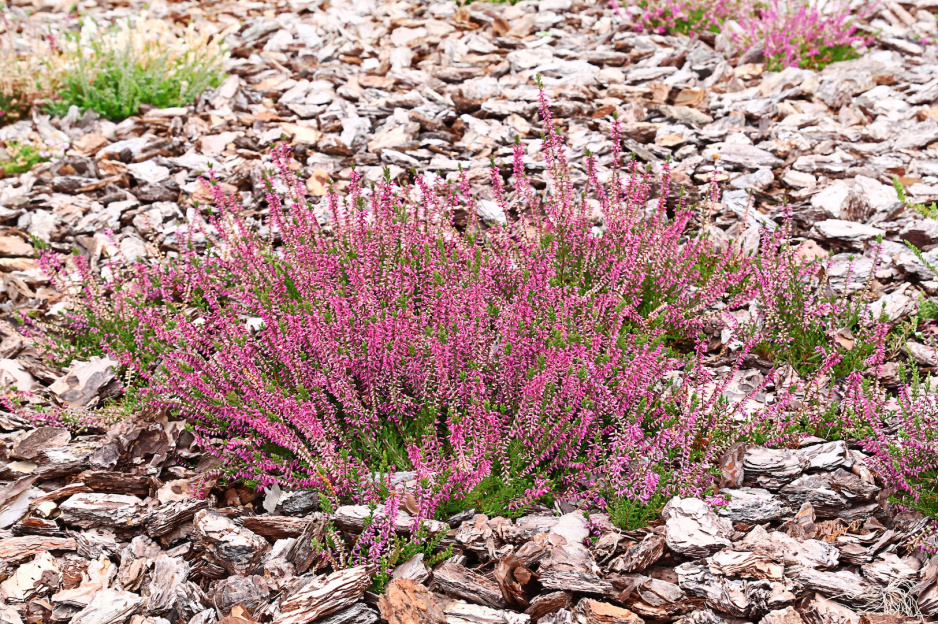 Wrzosy Calluna vulgaris (zdj.: Fotolia.com)