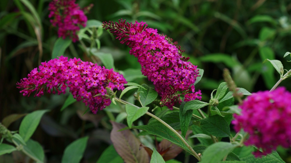 Buddleja davidii w odmianie miss ruby (zdj.: Fotolia.com)