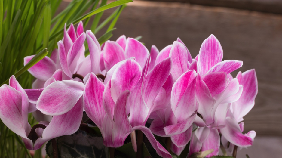 Cyklamen perski Cyclamen persicum (zdj.: Fotolia.com)