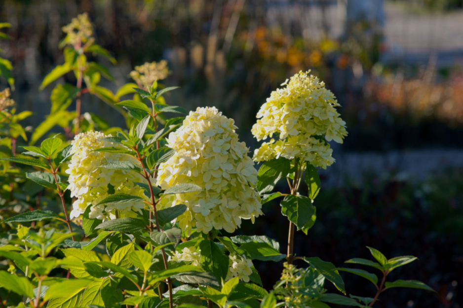 Hortensja bukietowa (Hydrangea paniculata), odmiana Limelight (zdj.: Fotolia.com)