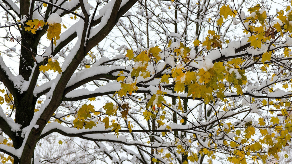 Klon palmowy acer palmatum (zdj.: Fotolia.com)