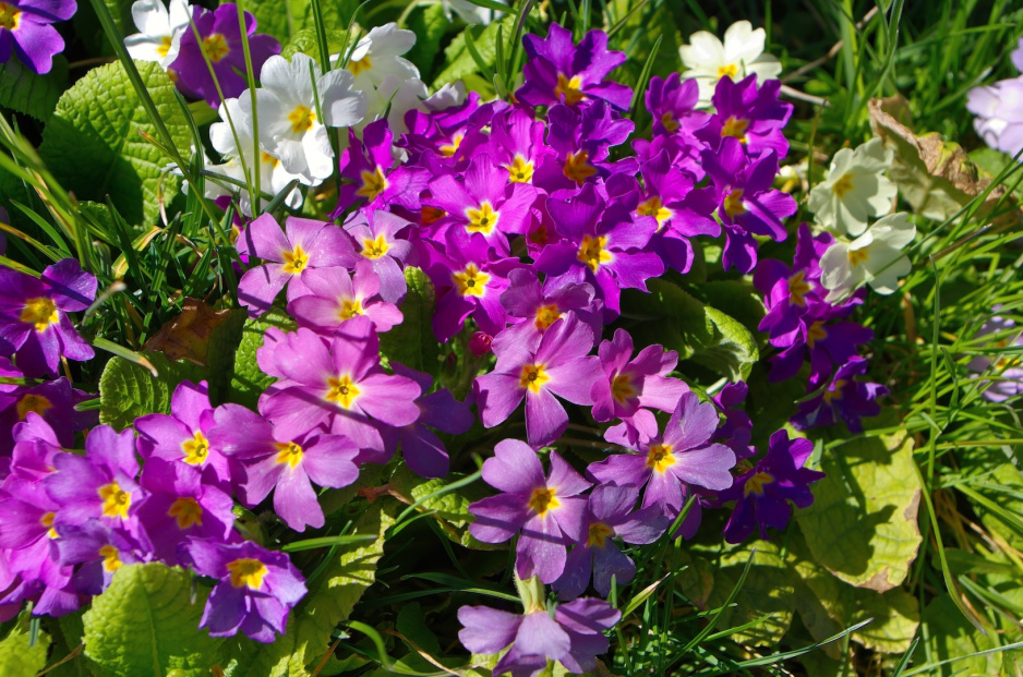 Pierwiosnki Primula (zdj.: Fotolia.com)