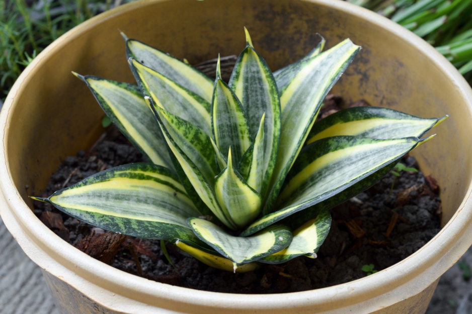 Sansewieria gwinejska Sansevieria trifasciata (zdj. Fotolia.com)