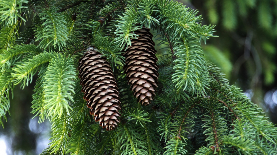 Świerk pospolity Picea abies (zdj.: Fotolia.com)