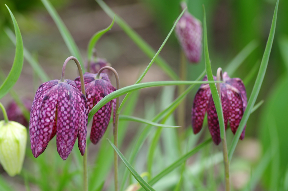 Szachownica kostkowata, Fritillaria meleagris (zdj.: Fotolia.com)