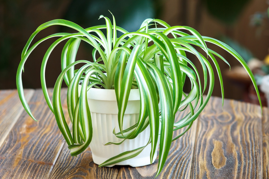 Zielistka Sternberga Chlorophytum (zdj.: Fotolia.com)