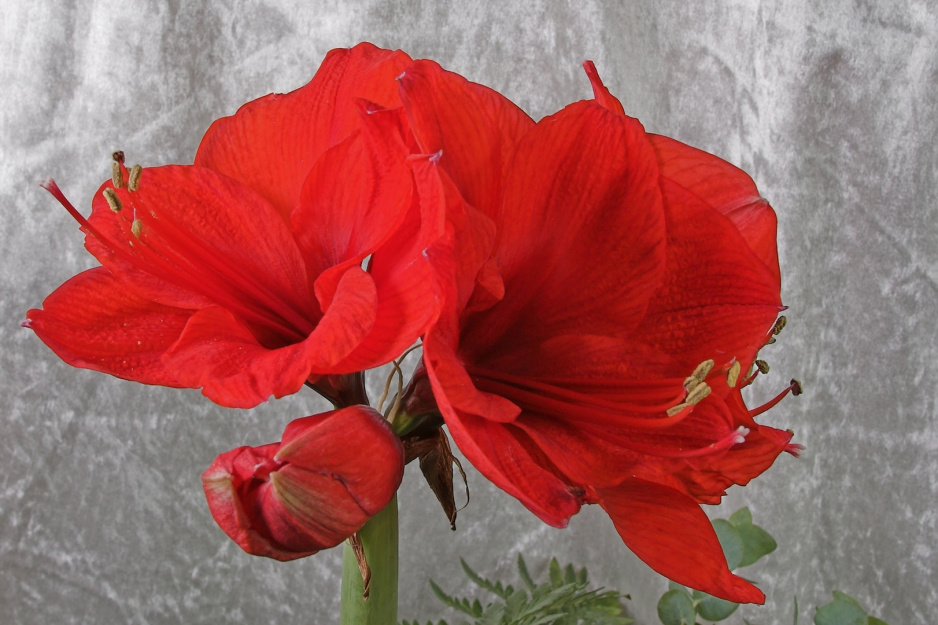 Zwartnica Hippeastrum (zdj.: Fotolia.com)