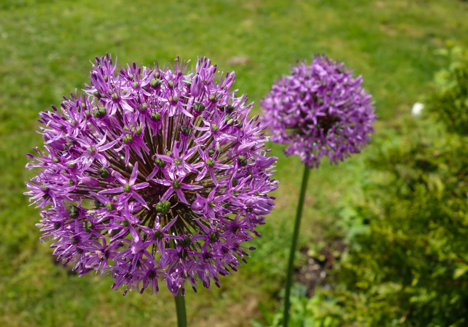 Czosnek białawy Allium cristophii (zdj.: Fotolia.com)