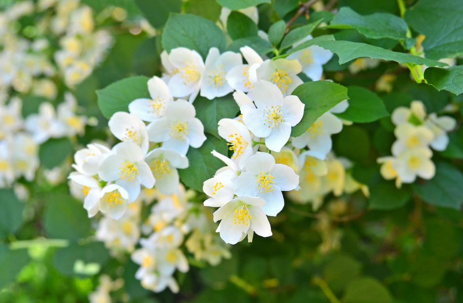 Jaśminowiec wonny Philadelphus coronarius (zdj.: Fotolia.com)