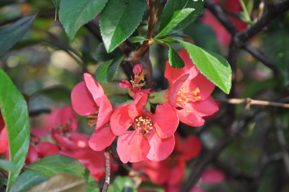 Pigwowiec Chaenomeles (zdj.: Fotolia.com)