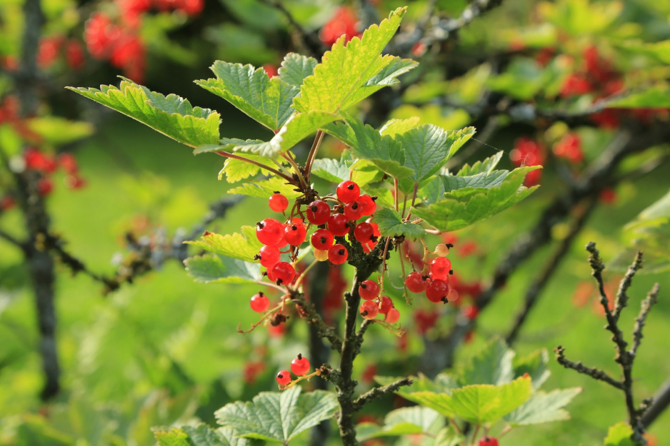 Porzeczka czerwona Ribes rubrum (zdj.: Fotolia.com)