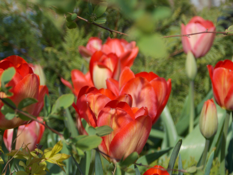 Tulipany :)