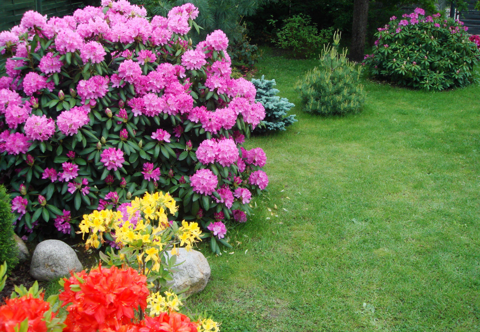 Rododendrony i azalie wiosną królują w mym ogródku :)