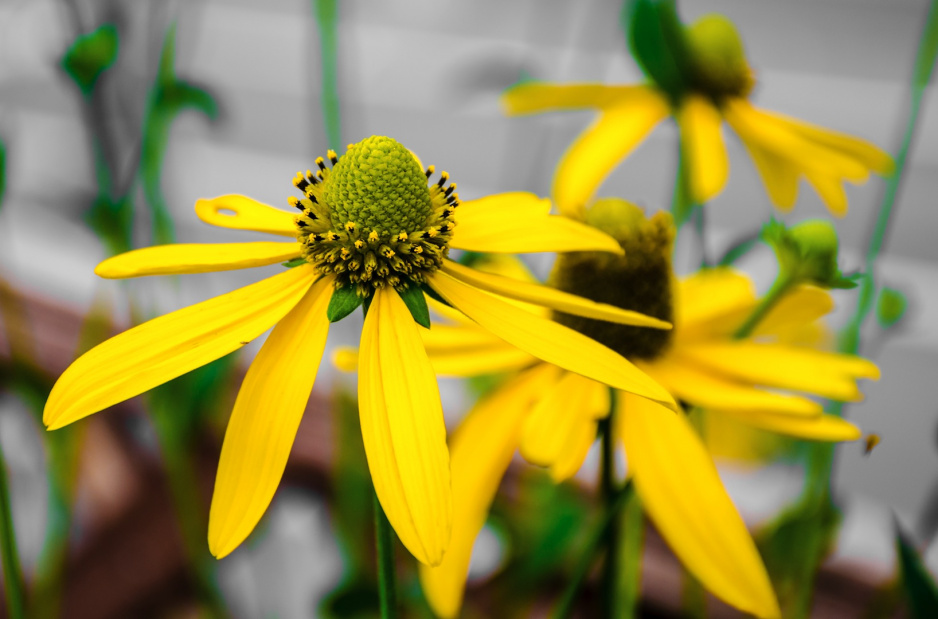 Łodyga rudbekii nagiej (Rudbeckia Laciniata) wraz z kwiatami osiąga do 200 centymetrów wysokości (zdj.: Fotolia.com)